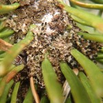Tholurna dissimilis