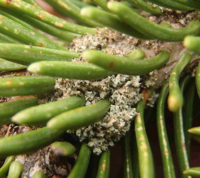 Tholurna dissimilis