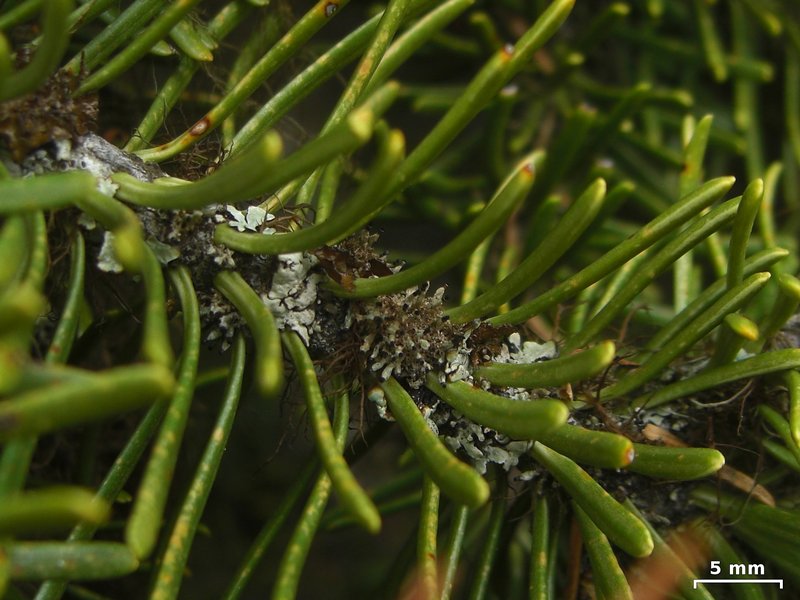 Tholurna dissimilis