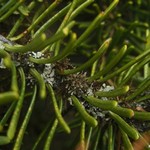 Tholurna dissimilis