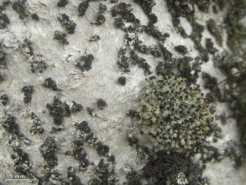 Tholurna dissimilis