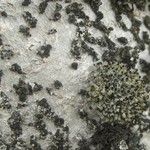 Tholurna dissimilis