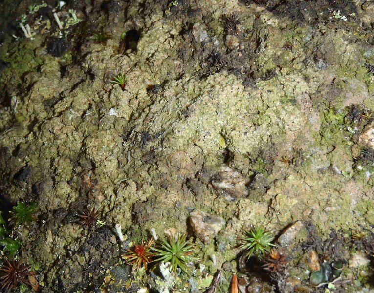Thrombium epigaeum
