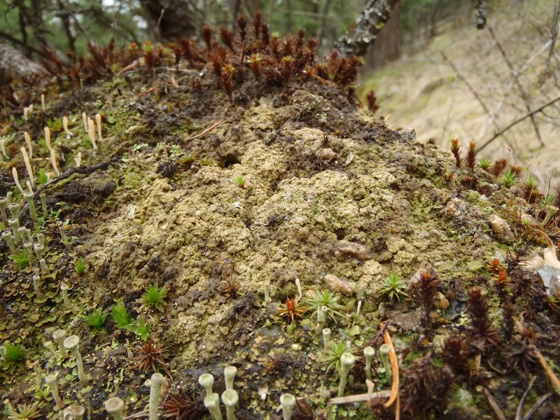 Thrombium epigaeum