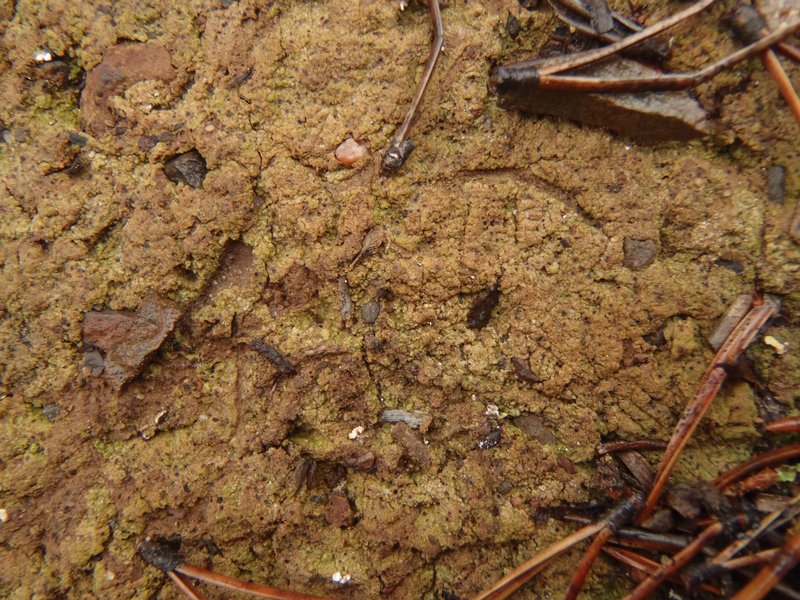 Thrombium epigaeum