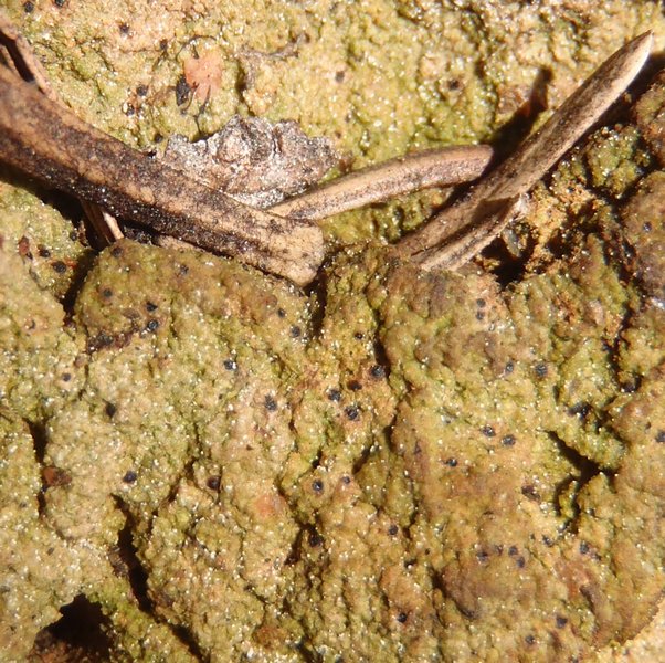 Thrombium epigaeum