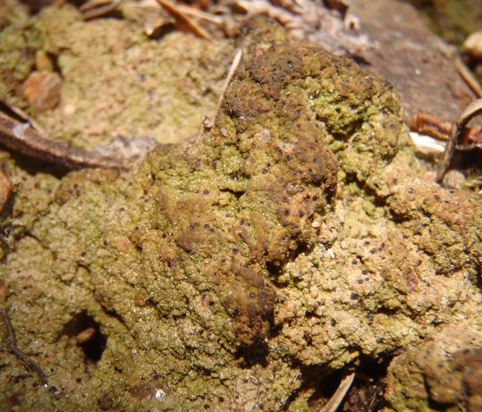 Thrombium epigaeum