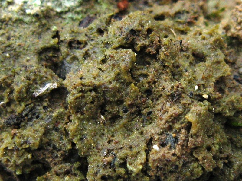 Thrombium epigaeum