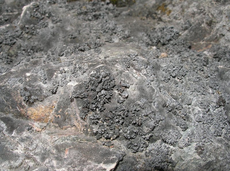 Thyrea confusa