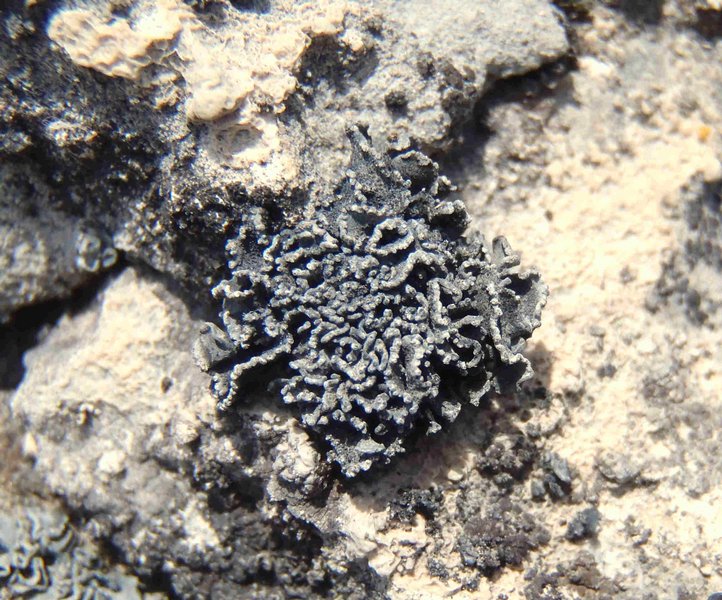 Thyrea confusa