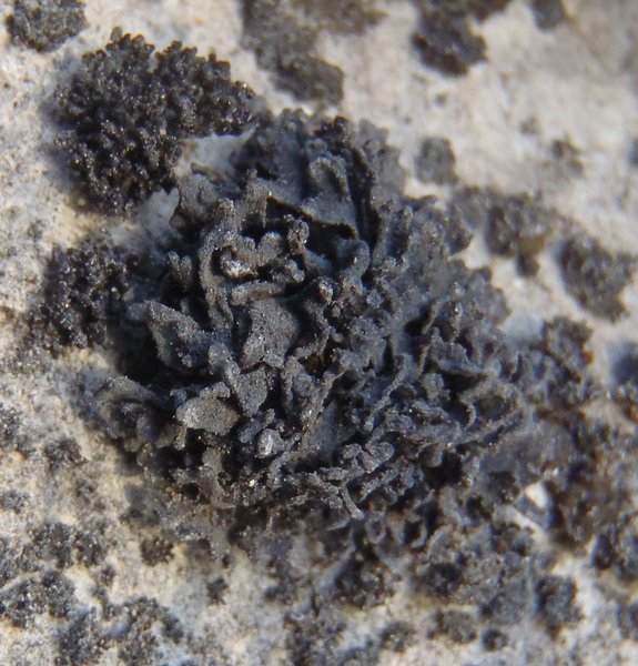 Thyrea confusa