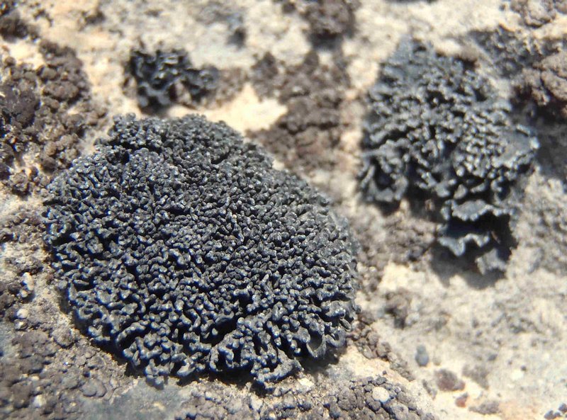 Thyrea confusa
