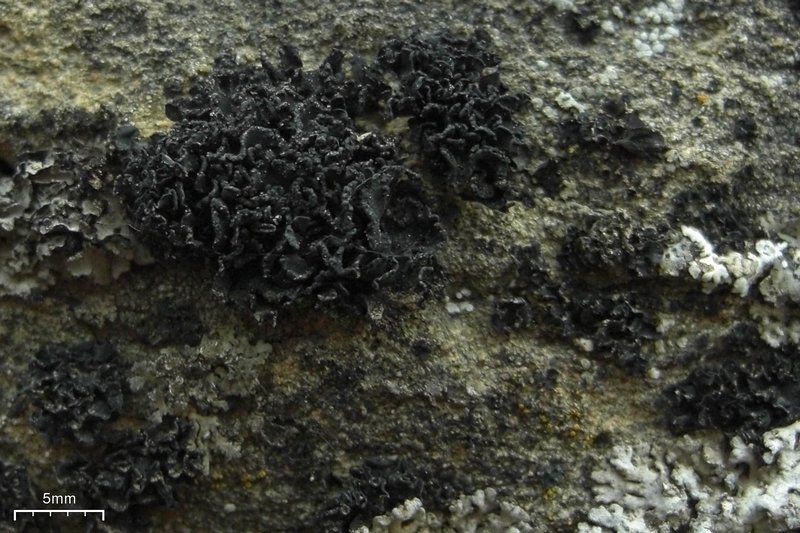 Thyrea confusa