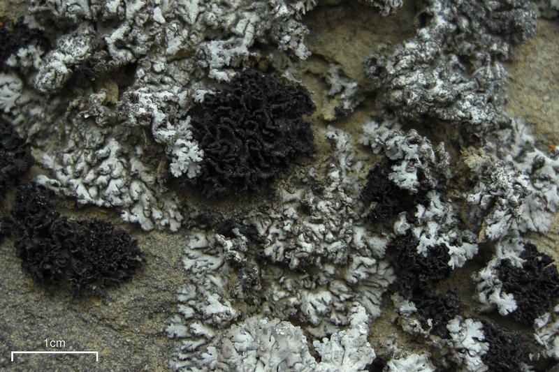Thyrea confusa