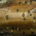 Tomasellia americana