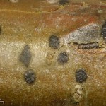 Tomasellia americana