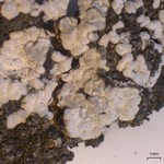 Toninia alutacea