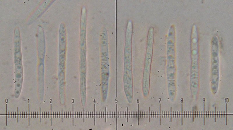 Toninia alutacea