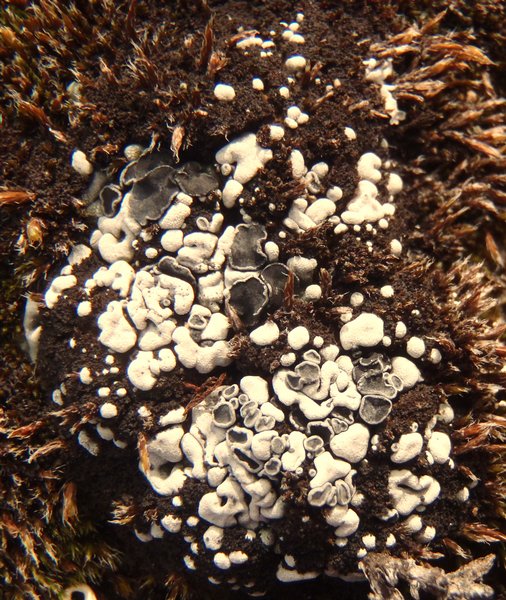 Toninia arctica