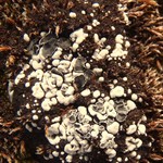 Toninia arctica