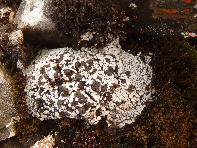 Toninia arctica