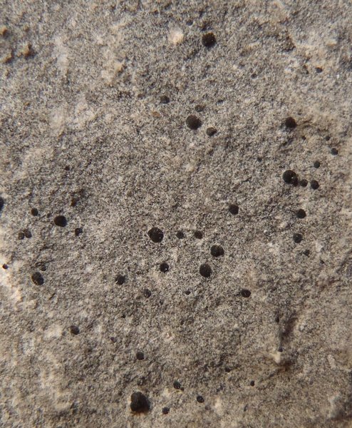 Toninia athallina