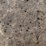 Toninia athallina