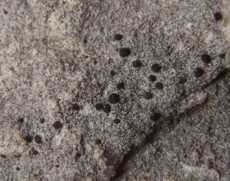 Toninia athallina