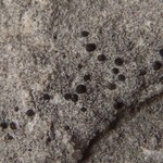 Toninia athallina
