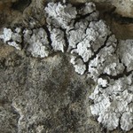 Toninia candida