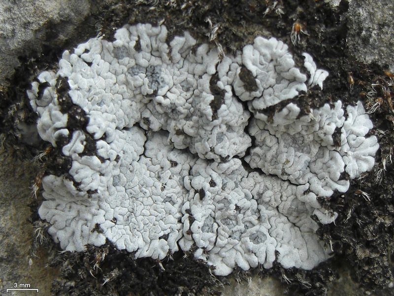 Toninia candida