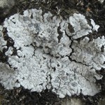 Toninia candida