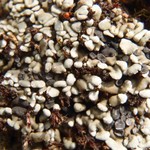 Toninia opuntioides