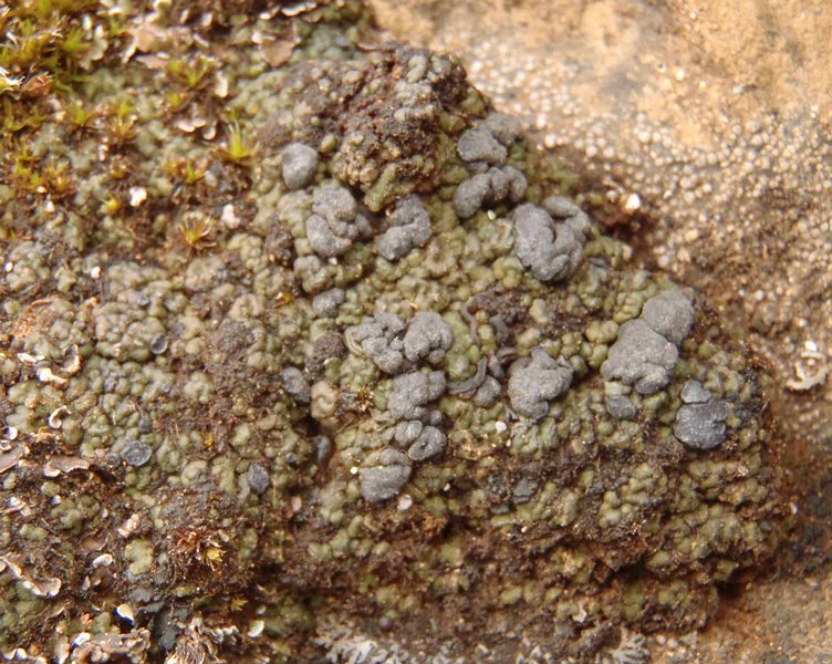Toninia ruginosa ssp. ruginosa