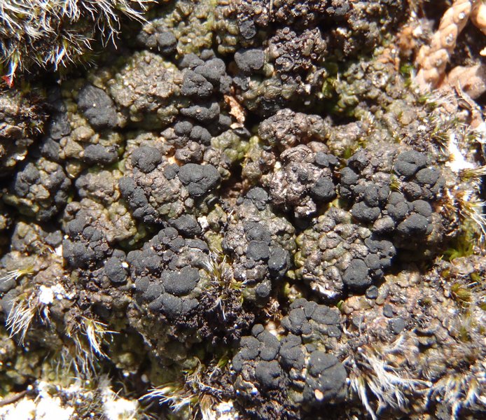 Toninia ruginosa ssp. ruginosa