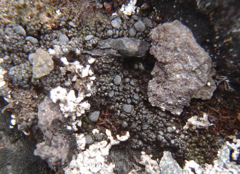 Toninia ruginosa ssp. ruginosa