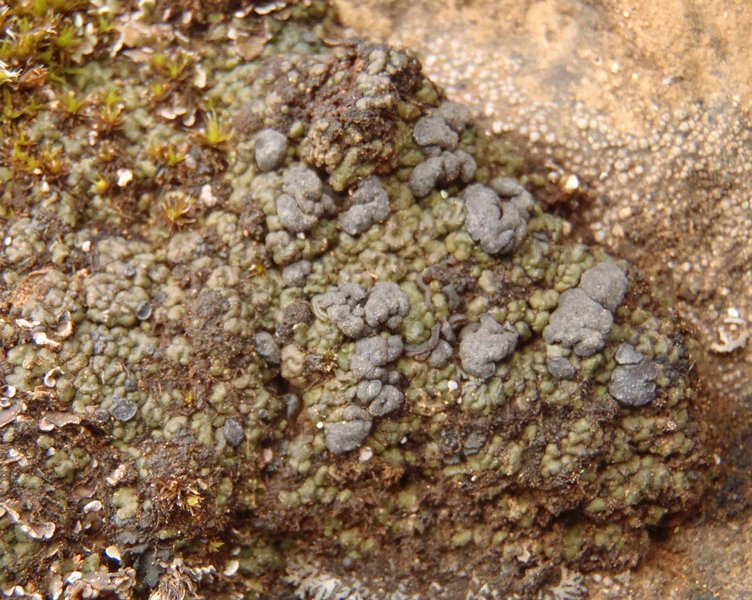 Toninia ruginosa