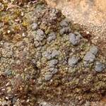 Toninia ruginosa