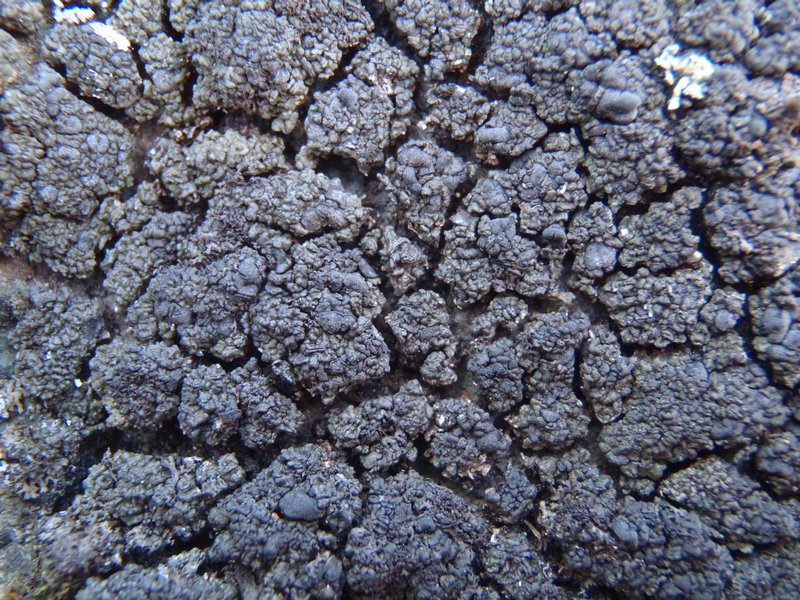 Toninia ruginosa