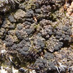 Toninia ruginosa