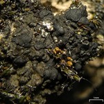 Toninia ruginosa