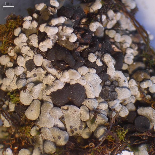 Toninia sedifolia
