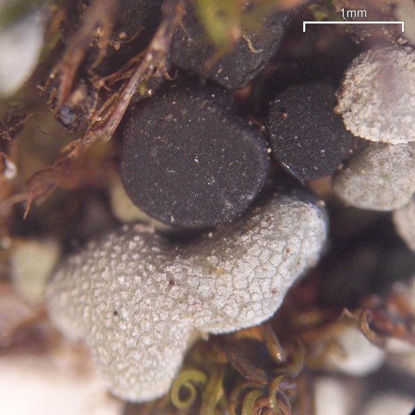 Toninia sedifolia