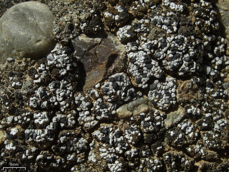 Toninia sedifolia