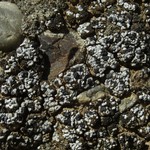 Toninia sedifolia