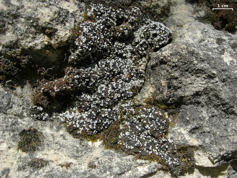 Toninia sedifolia