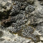 Toninia sedifolia
