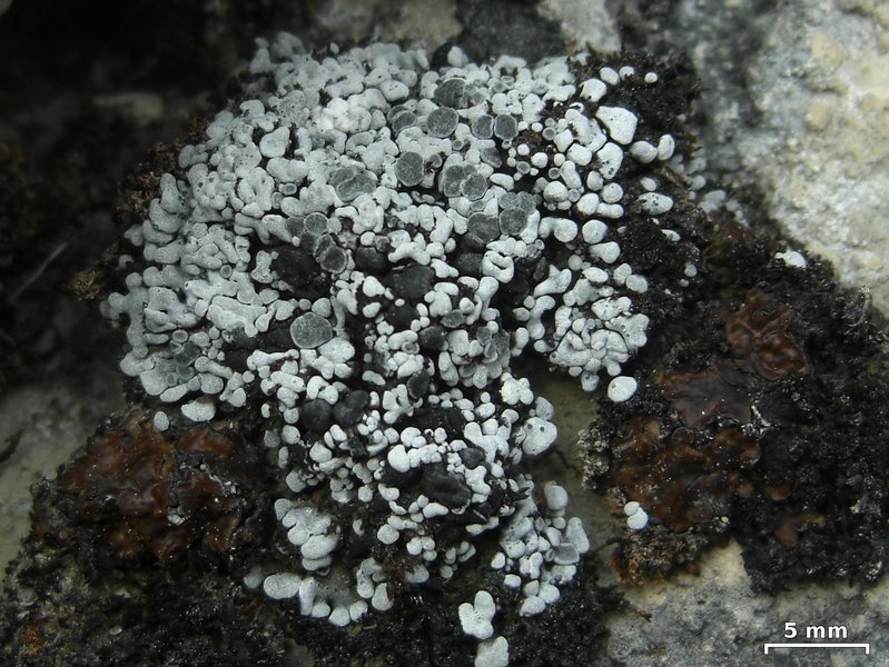 Toninia sedifolia