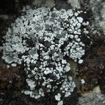 Toninia sedifolia