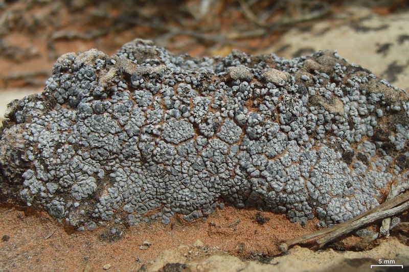 Toninia sedifolia